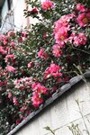 [Post Digital Photo] Kana Mito 水戸かな - A person who loves flowers 花を愛でる人 (2019-10-28)