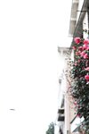 [Post Digital Photo] Kana Mito 水戸かな - A person who loves flowers 花を愛でる人 (2019-10-28)