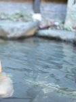 [Photobook] 七菜乃 ヌード写真集『 Dream 』