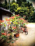 [Photobook] Tsubomi つぼみ - Flower open 花ひらく (2011-04-25)