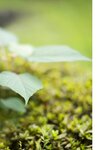 [Photobook] Hikari Kisaki 妃ひかり - To those who shine light 光りが射す方へ (2021-11-05)