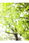 [Photobook] Hikari Kisaki 妃ひかり - To those who shine light 光りが射す方へ (2021-11-05)