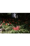 [Post Digital Photo] Natsu Igarashi 五十嵐なつ - Amaryllis 曼珠沙華 (2021-11-19)