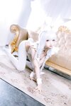 [COSPLAY] 小野寺地瓜 - 恶毒白兔[13P-25MB]