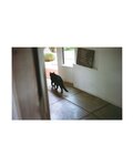 [Photobook] 白石麻衣写真集 パスポート 乃木坂46卒業記念 限定カバー版【Amazon.co.jp限定ポストカード付】
