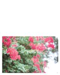 [Photobook] 白石麻衣写真集 パスポート 乃木坂46卒業記念 限定カバー版【Amazon.co.jp限定ポストカード付】