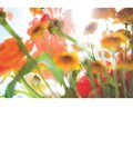 [Photobook] 白石麻衣写真集 パスポート 乃木坂46卒業記念 限定カバー版【Amazon.co.jp限定ポストカード付】