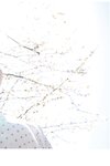 [Photobook] EMILY - The clear season 澄んだ季節 (2022-07-08)