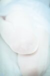 [BLUECAKE] Bambi (밤비) - Sticky Boosette