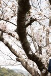 [Photobook] 新藤まなみ 蠱惑 ｖｏｌ．２ オール未公開１００カット超完全版　まさかの初バストトップ解禁！ＦＲＩＤＡＹデジタル写真集