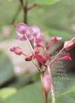 [Photobook] 松嶋初音 - 初世界 (2004.11.25)