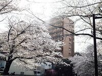 [Photobook] 七ツ森りり デジタル写真集 とられち