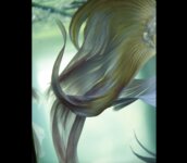 [Photobook] 紗綾 デジタル写真集 紗綾