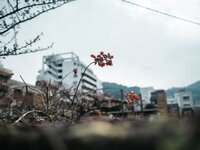 [Photobook] 百瀬菜月 写真集 熱情夜 (Wunder Publishing House)