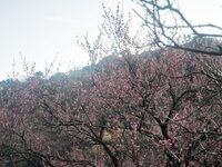 [Photobook] 百瀬菜月 写真集 熱情夜 (Wunder Publishing House)