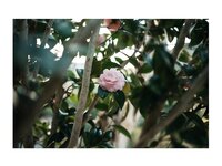 [Photobook] 百瀬菜月 写真集 熱情夜 (Wunder Publishing House)