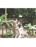 [Photobook] 早川聖来卒業記念写真集『また、いつか』[with Bonus Postcard](2023-08-29 )