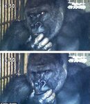 [Twitter] いくみ – (193iKkyu3) (10.11.2022) [2476P116V-1.04GB]