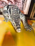 [Twitter] いくみ – (193iKkyu3) (10.11.2022) [2476P116V-1.04GB]