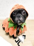 [Twitter] いくみ – (193iKkyu3) (10.11.2022) [2476P116V-1.04GB]