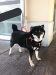 [Twitter] いくみ – (193iKkyu3) (10.11.2022) [2476P116V-1.04GB]