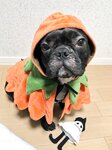 [Twitter] いくみ – (193iKkyu3) (10.11.2022) [2476P116V-1.04GB]
