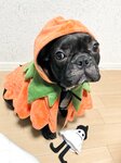 [Twitter] いくみ – (193iKkyu3) (10.11.2022) [2476P116V-1.04GB]