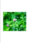 [Photobook] 希代あみ オフィシャル写真集 白い裸