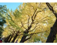 [Photobook] 花宮いのり INORI 1st e-book