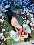 [Cosplay] ZinieQ Cynthia in Meowscarada Costume