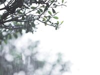 [Photobook] びしょ濡れＯＬ雨宿り強制わいせつ vol.1 中条カノン 松永さな 森本つぐみ (TMA)