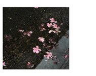 [Photobook] 真中つぐ 写真集 恋愛情緒 (wunder puglishing house)