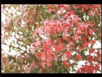 [Photobook] 藤木紗英 オフィシャルヌード写真集 いつかきっと