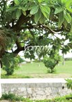 [Photobook] 2023.06.21【電子版だけの特典カットつき】ｙａｍｉファースト写真集 ｙａｍｍｙ！