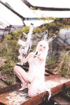 [Cosplay][Fantasy Factory] Xiaoding 小丁 - Blanc