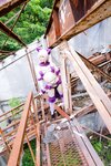 [Cosplay][Hitori de Dekirumon. ひとりでできるもん] Kain かいん - Kaingerous Beast カインジャラス・ビースト