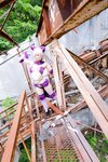 [Cosplay][Hitori de Dekirumon. ひとりでできるもん] Kain かいん - Kaingerous Beast カインジャラス・ビースト