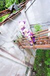 [Cosplay][Hitori de Dekirumon. ひとりでできるもん] Kain かいん - Kaingerous Beast カインジャラス・ビースト