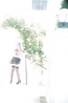 [Cosplay][SugarMyuku しゅがー＊みゅ] Miyu Amathuka 天使みゅ - Vampire Kiss