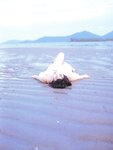 [Photobook] 佐藤寛子 - 水蜜桃