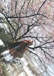 [Photobook] 杏さゆり - あんずDROPS