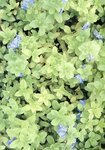 [Photobook] 岩本めぐみ - Daisy Blue