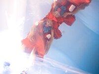 [Cosplay][+milk+crown+] Kain かいん - Antique - Original Doll