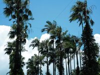 [Photobook] 緒方咲 写真集 咲ちぃの長い夏休み saki's long vacation (Wunder Publishing House)