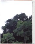 [Photobook] 桜朱音 - あかね