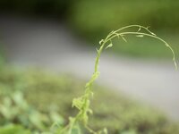 [Photobook] 桃里れあ 一日だけの恋人 (Wunder Publishin House)