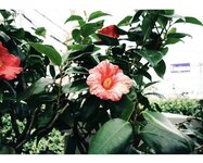 [Photobook] 大河もも 日常写真集 ＃もも日常 (wunder publishing house)