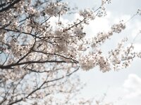 [Photobook] つなまよ 1st e-book ふたり、恋に落ちた季節 (wunder publishing house)