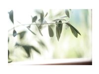 [Photobook] まめだいふく どこ、みてるの？ (Wunder Publishing Hoouse)