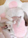 [Cosplay] miko酱ww miko 白丝01